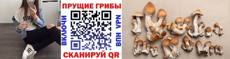 Псилоцибиновые грибы Cubensis  площадка Telegram  Среднеколымск  как найти закладки 